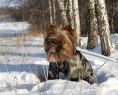 Zimowa aura nie zawsze musi być utrapieniem dla psów