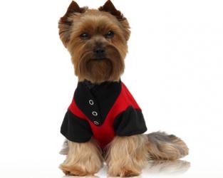 Ubranka dla psów koszulka fleur-de-lis czerwona