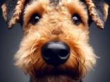 Airedale Terrier | Pies z klasą i charakterem