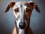 Chart Greyhound | zaskakujące cechy tej wyjątkowej rasy psa