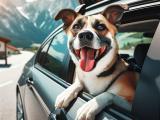 Choroba lokomocyjna u psa | Objawy i sposoby łagodzenia dyskomfo