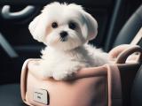 Fotelik samochodowy dla psa czyli bezpieczne podróżowanie z psem
