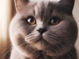 Kot brytyjski krótkowłosy | Król wszystkich kotów w Twoim domu