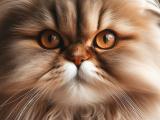 Kot perski | Urok orientu w Twoim domu
