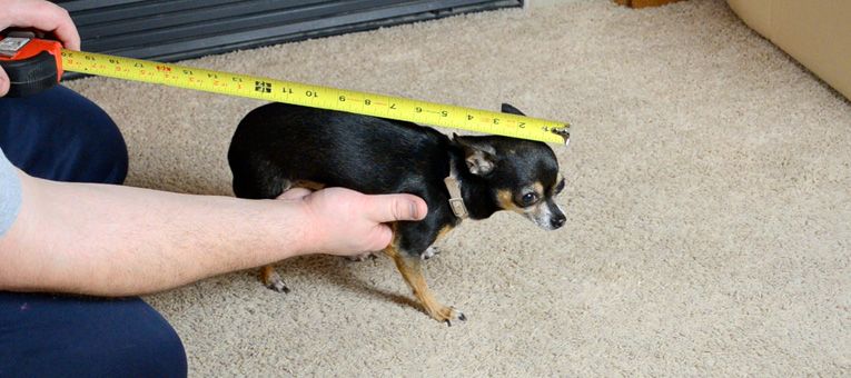 Pomiar wielkości psa