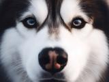 Pies Husky Syberyjski: pochodzenie, opieka i specyficzne wymagan