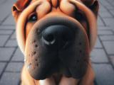 Shar Pei - Tajemniczy pies z unikalnym charakterem i wyglądem