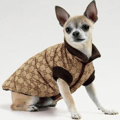 Re-paste ink TV station Marka Gucci projektuje akcesoria dla psów - Sklep zoologiczny York Shop -  Ubranka dla psa, Ubranka dla yorka - Tanie akcesoria dla psów