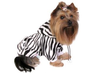 ubranie dla psa zebra