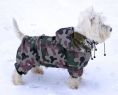 West Highland White Terrier Kato