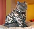 Ubranko dla kota - Kot brytyjski IP Tiger Easy Bella* Pl