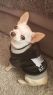 Chihuahua Iyen w ubranku z brązowego futerka