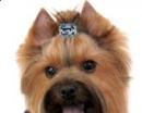 Biżuteria dla psa spinka błękitna