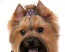Biżuteria dla psa spinka fioletowy kwiatek