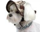 Brązowy kapelusz dla psa kratka