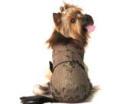 Ubranka dla psów płaszcz brązowy