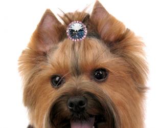 Biżuteria dla psa spinka okrągła fiolet