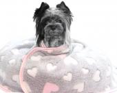 Popielaty koc dla psa w różowe serca