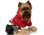 Ubranka dla psów kurtka ortalionowa czerwona