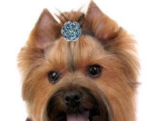 Biżuteria dla psa spinka błękitny kwiatek