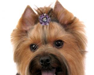 Biżuteria dla psa fioletowa róża