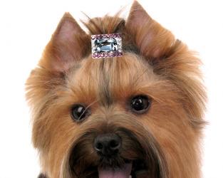 Biżuteria dla psa spinka różowa