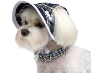 Granatowo-biały kapelusz dla psa