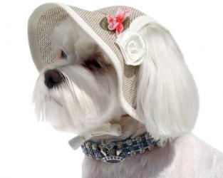 Słomkowy kapelusz dla psa